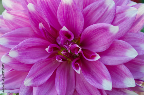 Pink Dahlia Flowers Closeup