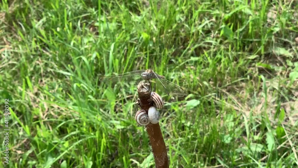 Dragonfly sitting on the stick with snails Dragonfly sitting on the stick with snails