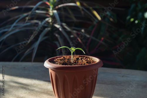 tomato sprout in a pot on the background of plants