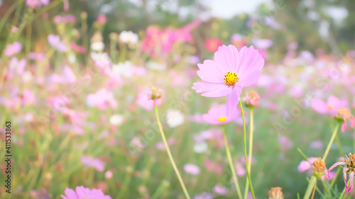 Amazing Cosmos flower in garden, on natural beautiful background.selection focus.