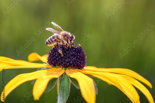 Bee - Apis mellifera - pollinates Rudbeckia fulgida © DirkDaniel