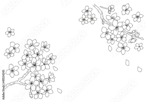 桜の花の手描きイラスト
