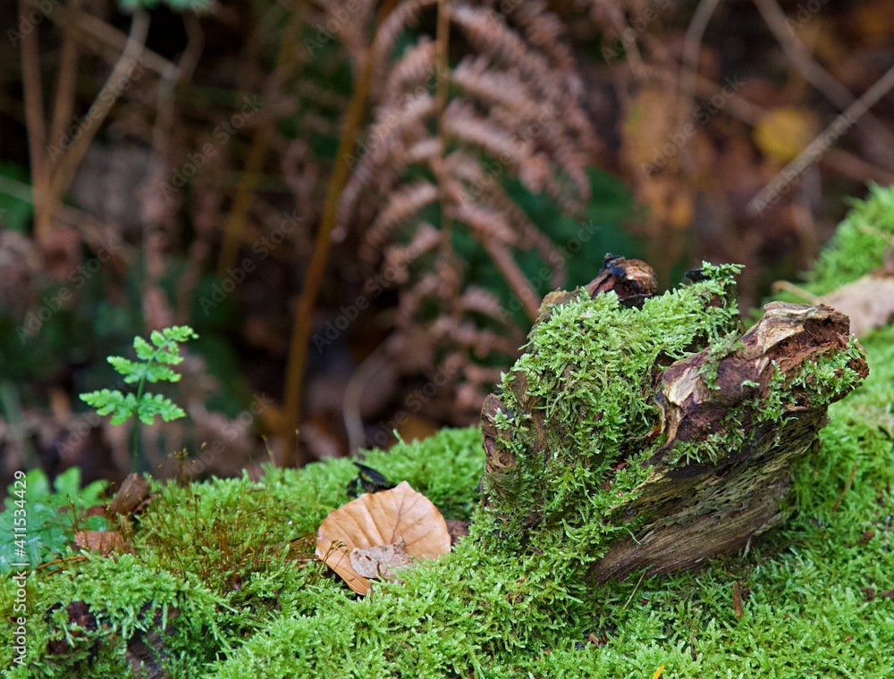 Obraz premium Mossy log and autumn leaves woodland 