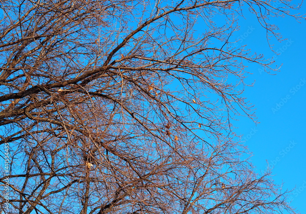 Blue azure February sky with bare branches of oak. Spring is coming. Blue azure February sky with bare branches of oak. Spring is coming.
