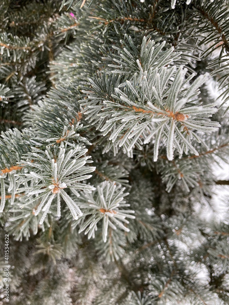 christmas branches christmas branches