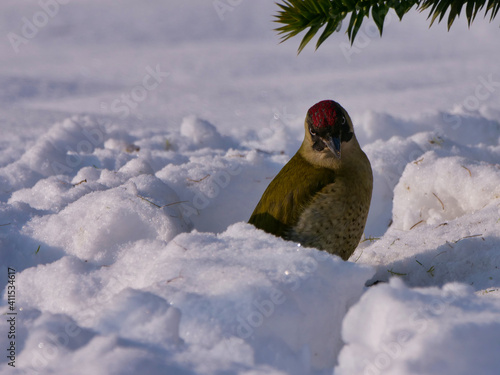 Grünspecht im Schnee 2