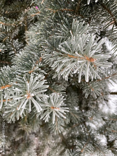 christmas branches