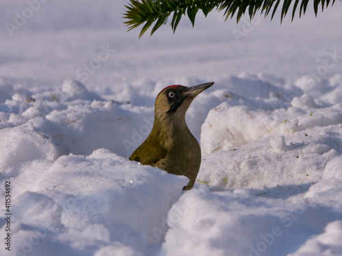 Grünspecht im Schnee