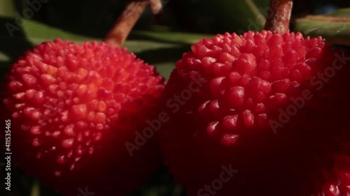 arbutus fruit