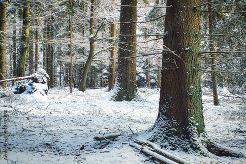 winter forest in the snow