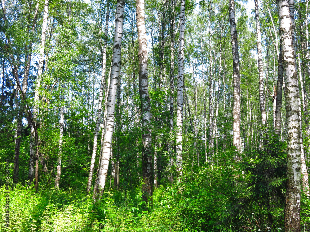 summer Russian birch grove under the sun summer Russian birch grove under the sun