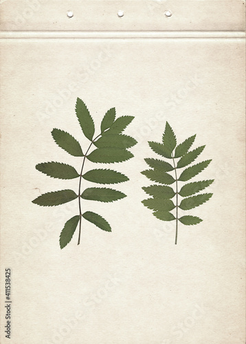Green rowan leaves. Vintage herbarium background on old paper. Composition of pressed and dried green leaves on a cardboard. Scanned image.