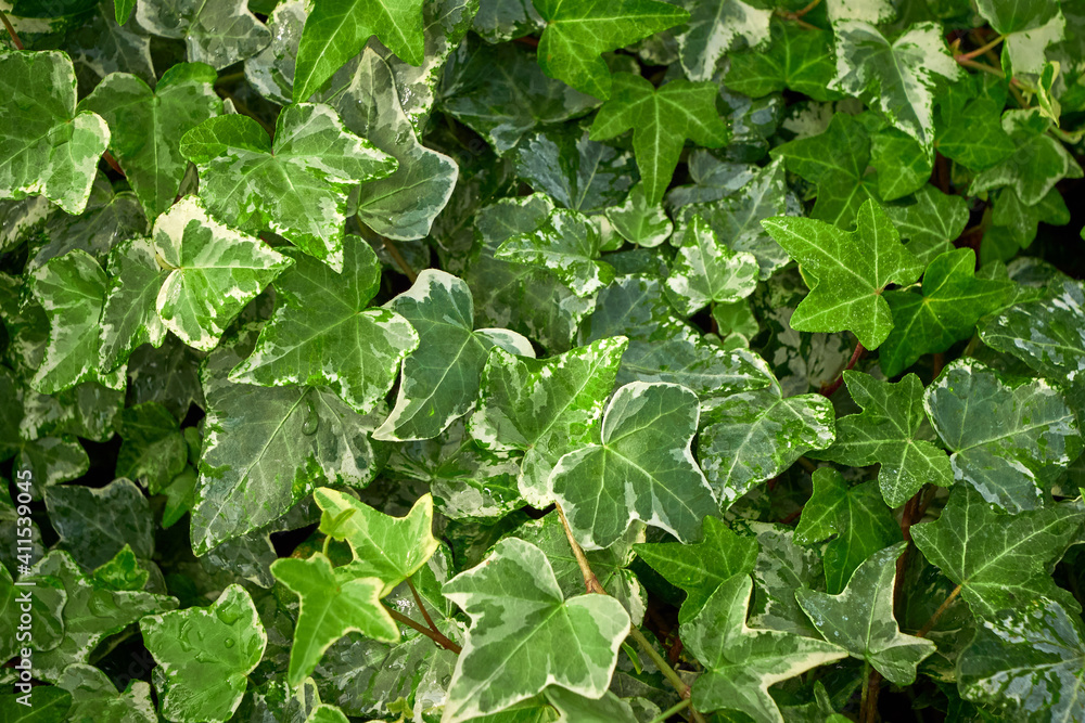 Common ivy leaves ,Hedera helix Common ivy leaves ,Hedera helix