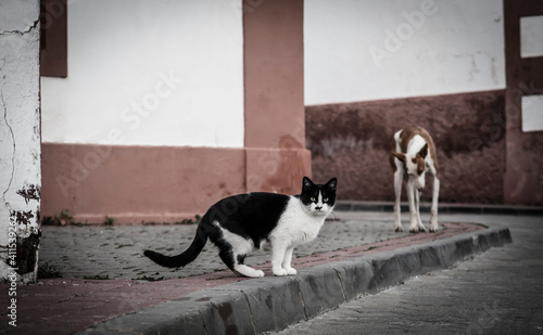 Cat and dog on street. The dog is watching the cat. © maaramore©	