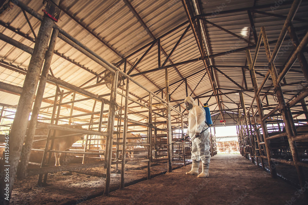 Spraying disinfectant for protection pandemic of disease in cattle farm. Spraying disinfectant for protection pandemic of disease in cattle farm.