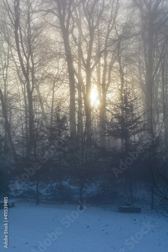 Sunrise and tall trees with fog in winter