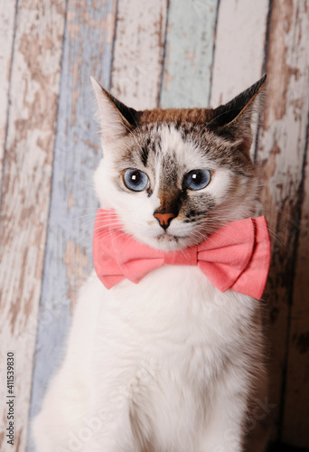 Cute white blue-eyed cat in pink bow tie on wooden background, close up portrait