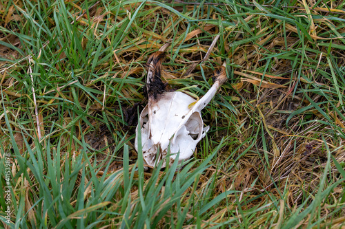 skeleton of a goat head, skull laying in grass field 