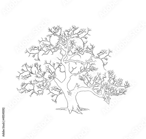 big drought tree, hand drawn. suitable for coloring books for children.