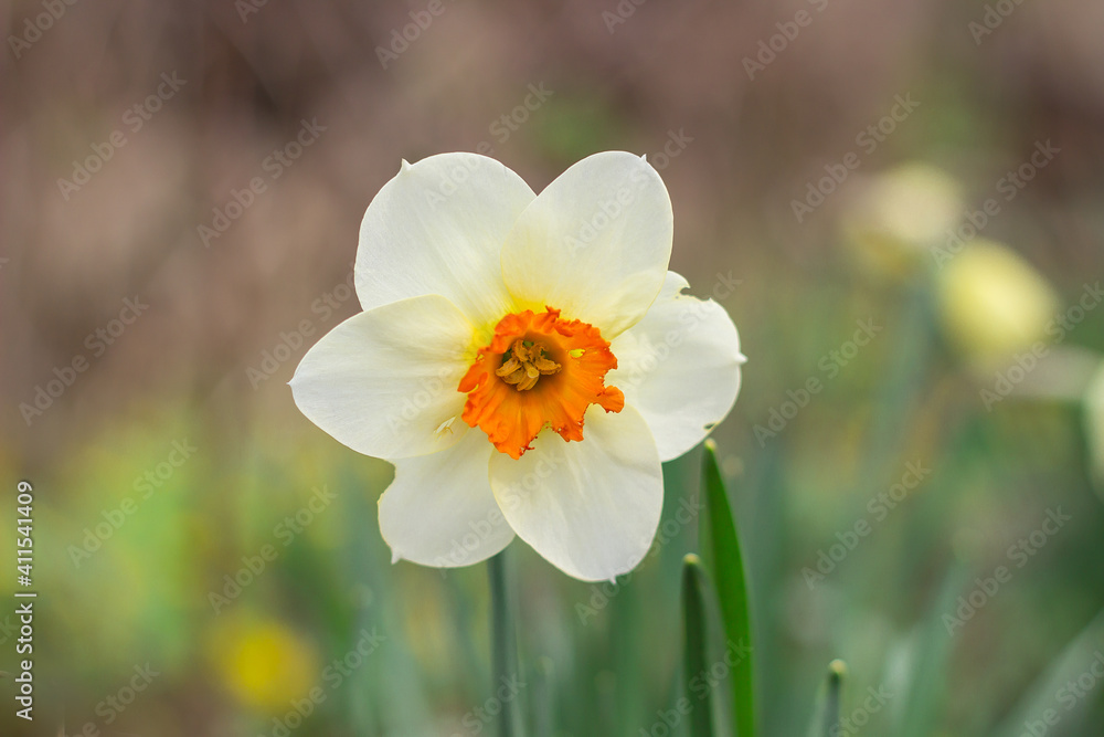 yellow daffodil flower blooms in spring in the garden yellow daffodil flower blooms in spring in the garden