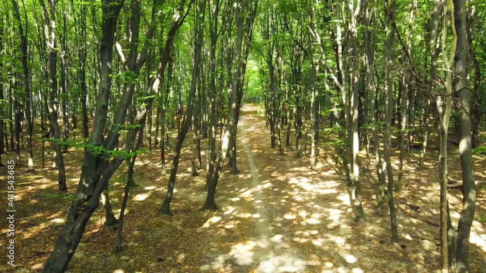 moving forward by forest trail moving forward by forest trail