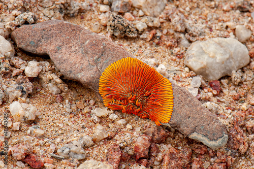 Orange lichen in the Namib desert
