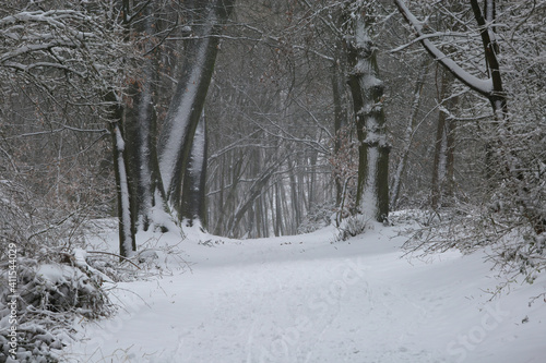 Blurred view on snow covered path in lonely german forest with bare trees during snowstorm in winter (focus on big tree trunks right and left from center)