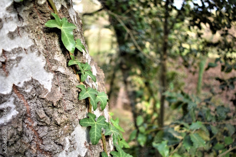 Hiedra trepadora