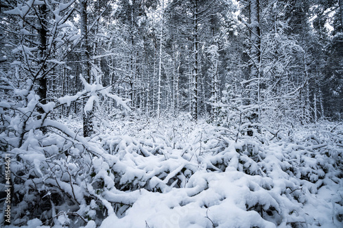 snow covered trees © Lee