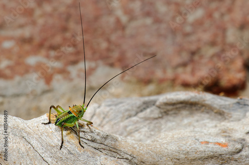 Armoured ground cricket photo