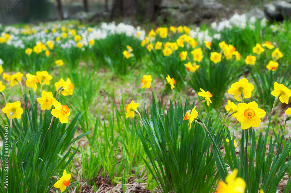 a field of white and yellow narcissus springtime flowering in connecticut a field of white and yellow narcissus springtime flowering in connecticut