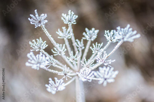 Zimowe piękno © Iwona JB