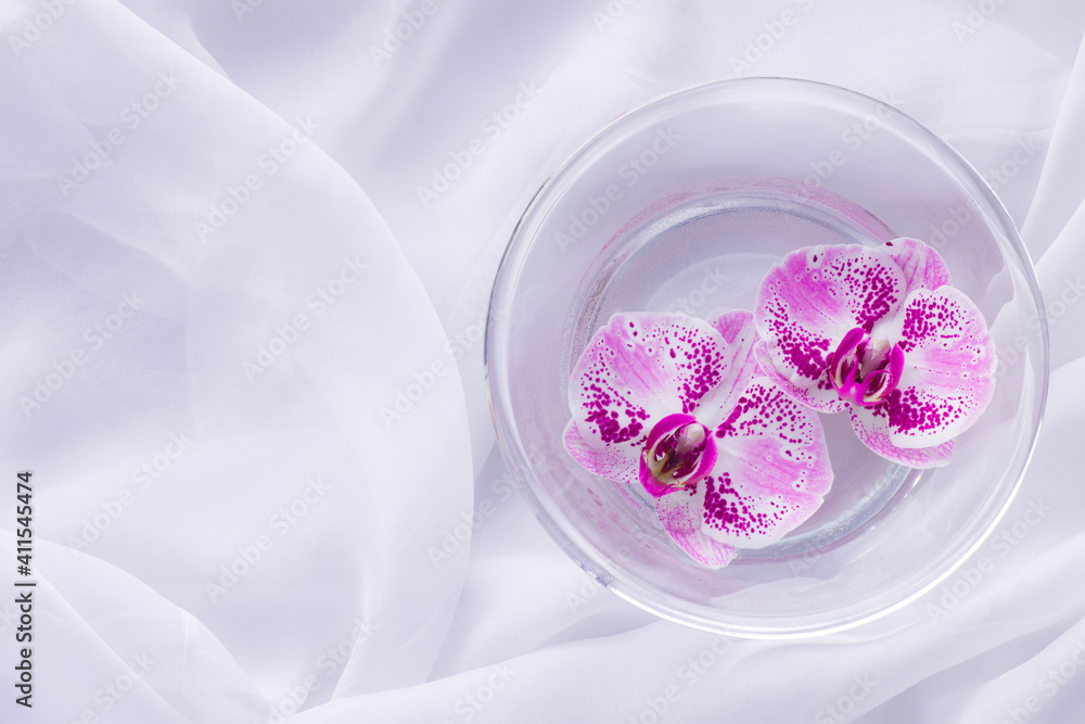 Empty space for the text. Orchid flowers in a transparent low vase on a light background. Empty space for the text. Orchid flowers in a transparent low vase on a light background.