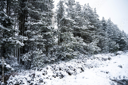 snow covered pine trees © Lee