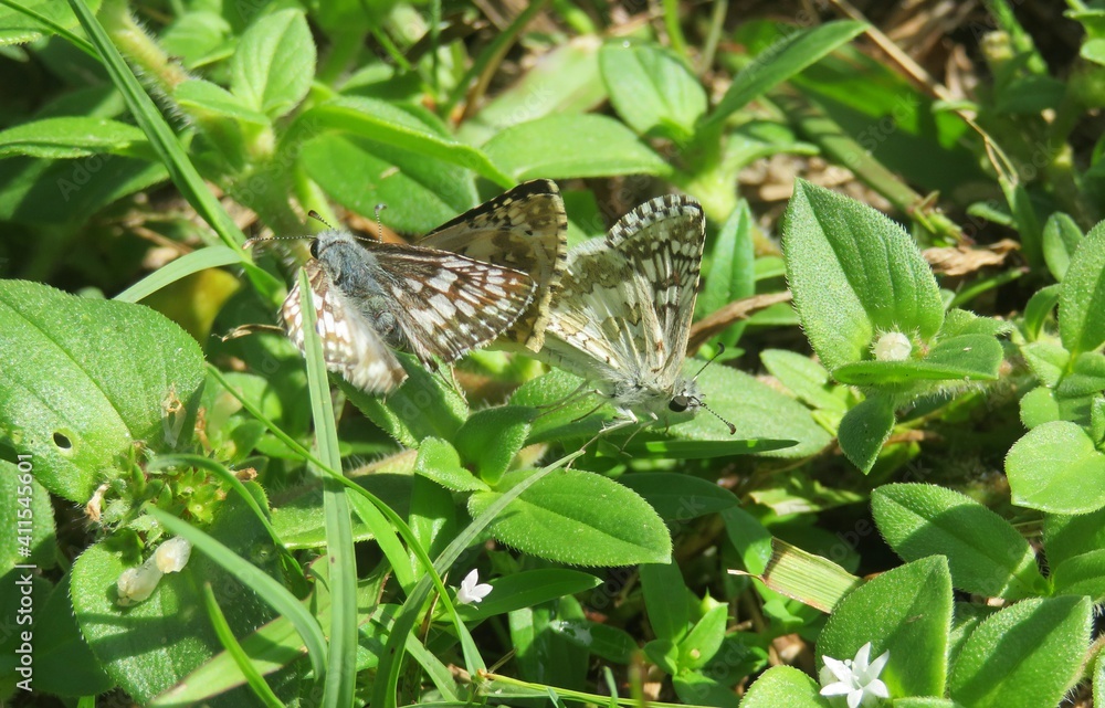 Tropical skipper butterflies mating on grass in Florida nature, closeup Tropical skipper butterflies mating on grass in Florida nature, closeup