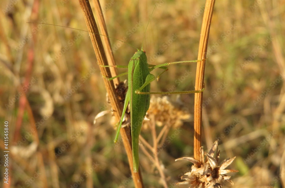 Green grasshopper in the meadow, closeup Green grasshopper in the meadow, closeup