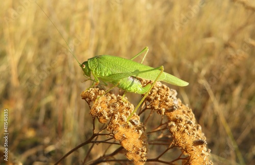 Beautiful green grasshopper on the yarrow plant in the garden, closeup