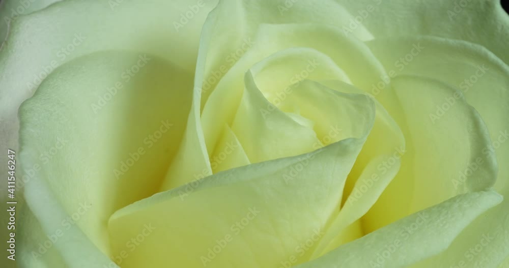 White rose bloom in time lapse. Delicate rose bloom on a black background. Gentle light floral background. Timelapse. Macro. Wedding background, valentines day, mother's day, spring, easter White rose bloom in time lapse. Delicate rose bloom on a black background. Gentle light floral background. Timelapse. Macro. Wedding background, valentines day, mother's day, spring, easter