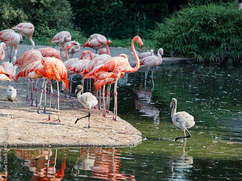 Pink flamingo and baby flamingos near pond.Two flamingo chicks among adult  flamingo birds. Zoo Birds.