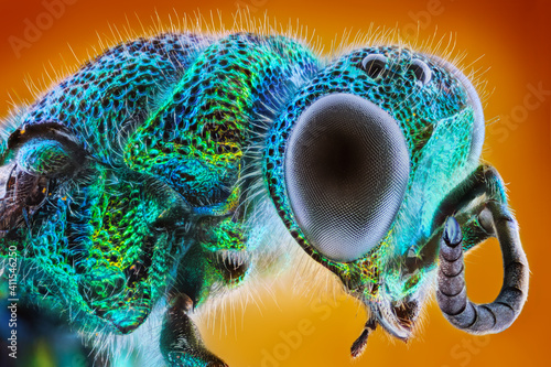 Extreme sharp and detailed study of Chrysis fulgida stacked taken with microscope objective, metallic jewel wasp macro