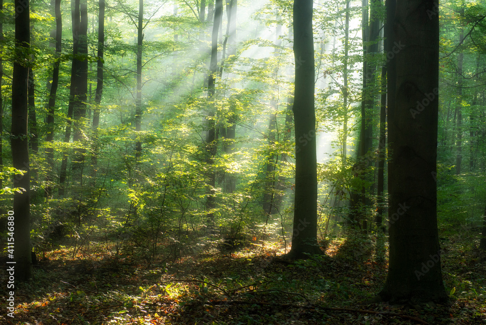 Beautiful morning in the forest