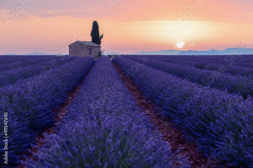 Lavender field at sunrise, full bloom purple flowers. Provence, France