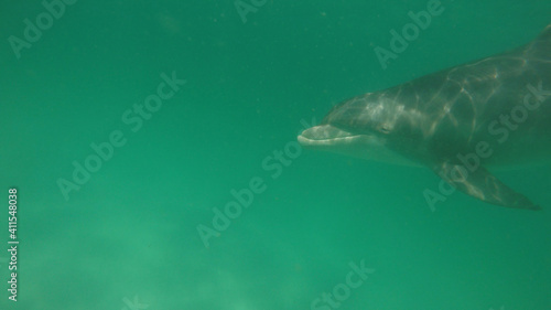 A photo of a wild dolphin under the green aqua sea in Florida swimming into the frame on the right hand side. Copy text space available on the left side of frame.  Wild bottle nose dolphin with happy 