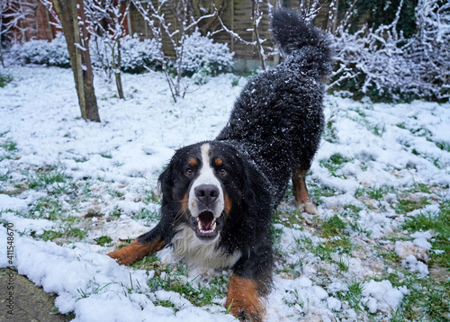 Bernese Mountain Dog playing in the snow