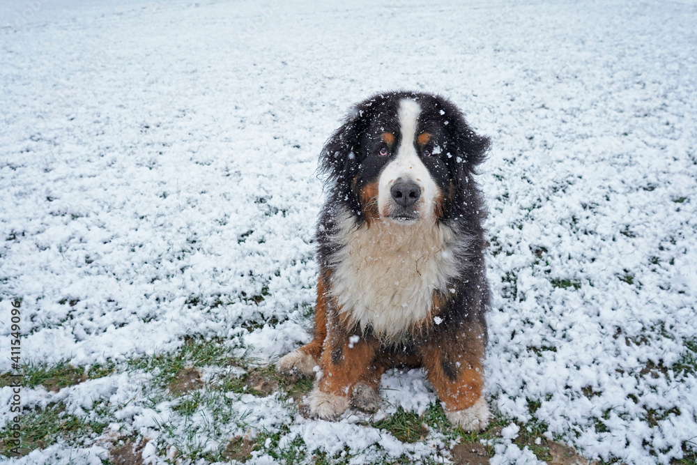 Bernese Mountain Dog sitting in the snow in the park Bernese Mountain Dog sitting in the snow in the park