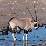 Gemsbok antelope - Etosha - Namibia