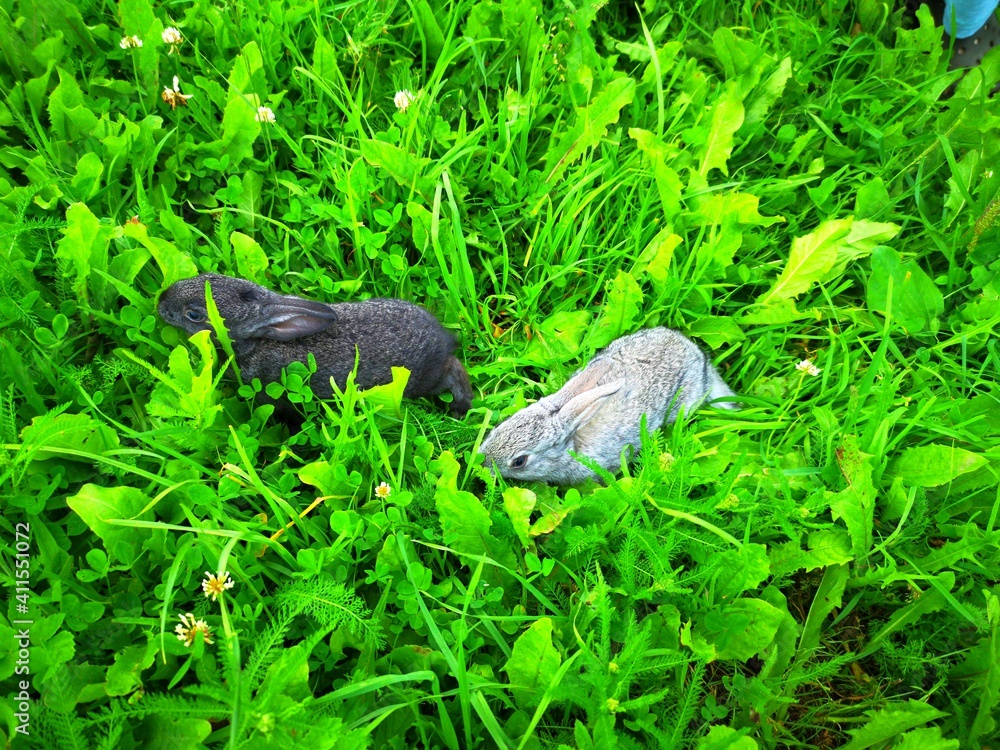 a small rabbit was sitting in a field covered with green grass a small rabbit was sitting in a field covered with green grass