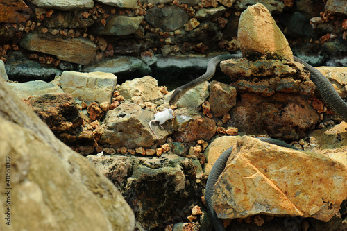 Black mamba feeding