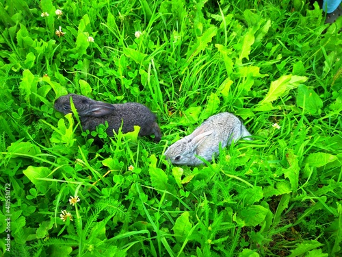 a small rabbit was sitting in a field covered with green grass