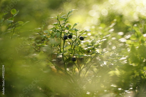 Picking blueberry's in a lush green, mossy forest in Sweden